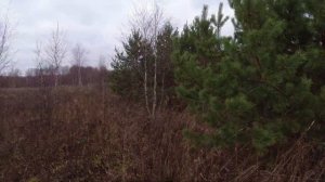 Охота с Бретоном  29 10 2021 часть 1 вальдшнеп