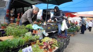 Бабушка огородница открыла секрет как бороться с медведкой на даче