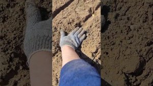 мой метод посадки семейного лука