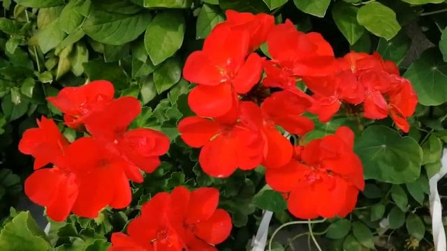 Пеларгонии. Кобея. Цветник на стене гаража смотреть онлайн
