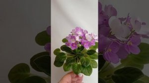 Фиалка Н-Жаворонок.