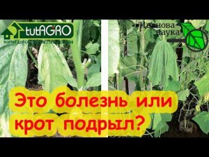 СПАСАЙТЕ ОГУРЦЫ, ТОМАТЫ и БАКЛАЖАНЫ! Листья желтеют, вянут и сохнут? Вот почему и что надо делать.