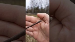 Плодовые веточки на яблоне