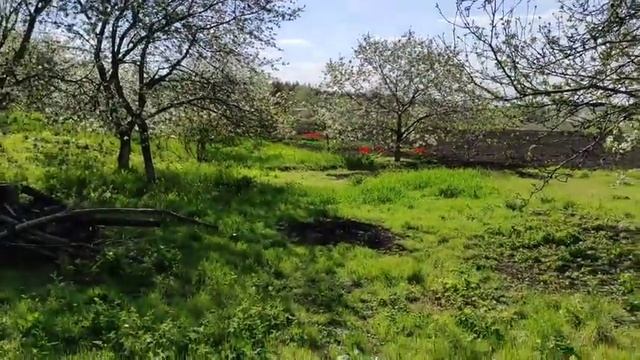 Северский Донец . Моя дача . Тюльпаны смотреть онлайн