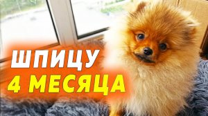 Щенкам шпица 4 месяца. У шпица Юни личный авто. Померанский шпиц Мисс Николь собирает чеки