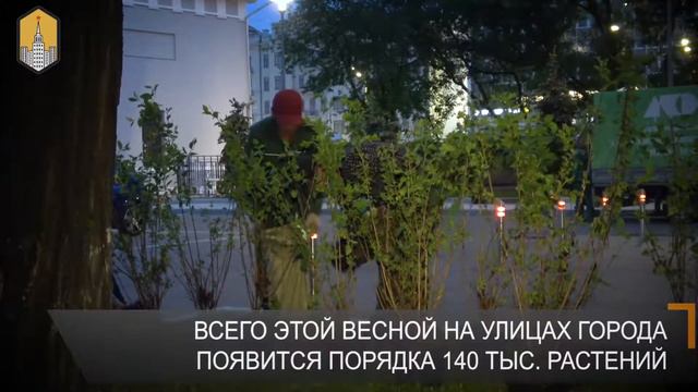 Цветущие сады на улицах Москвы смотреть онлайн