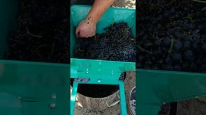 Дробилка для винограда. Три ведра, за пару минут.