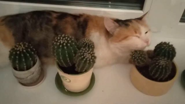 Кот и кактус смотреть онлайн
