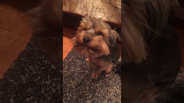 Михей проказник