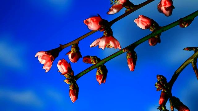 Цветущий май! смотреть онлайн