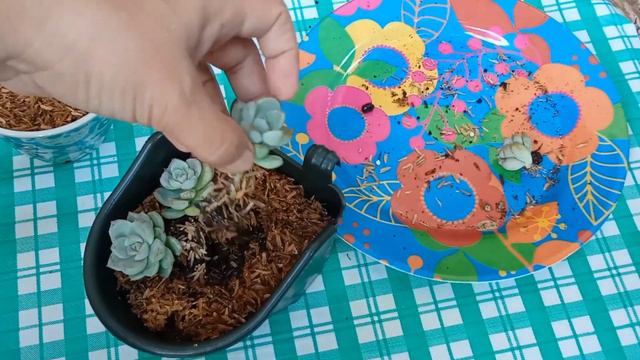 #034 Graptoveria Titubans (Porcelain Plant) succulent/cactus/planting/ propagation смотреть онлайн