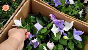 Оптовый цветочный рынок Краснодар  цены