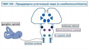 ЧМН 7-8 пары. Лицевой нерв. Преддверно-улитковый нерв.