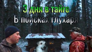 Три дня в тайге.В поисках глухаря.Поход в избу с охотой на боровую в Республике Коми.Охота с лайкой