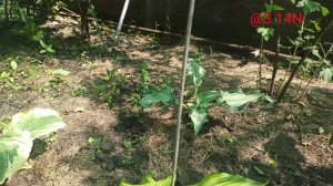 ☘️Amalia уже в Wow!#petrnovar #запорожье #хосты #hostas #amalia