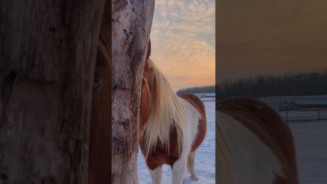 Beautiful horse / Пегая лошадь