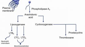 USMLE RX - 8.Анатомия - 4.Фармакология - 2.Метаболизм Арахидоновой кислоты