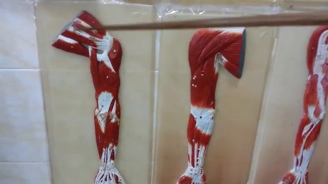 МЫШЦЫ ПОЯСА ВЕРХНЕЙ КОНЕЧНОСТИ