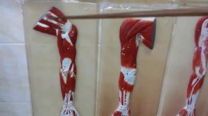 МЫШЦЫ ПОЯСА ВЕРХНЕЙ КОНЕЧНОСТИ