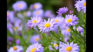 Притча Муха и Пчела