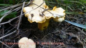 ГРИБЫ ЛИСИЧКИ где растут