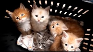 КОРПОРАЦИЯ ФЕРМЕРОВ [Stellaris]