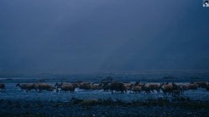 Суровая жизнь в Арктике (4K)