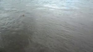 Царь рыба таймень, смотрим!!!! ))))))