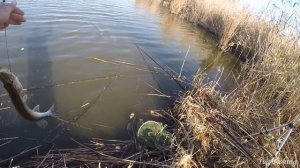 РЫБАЛКА НА ПОПЛАВОЧНУЮ УДОЧКУ, ЛОВЛЮ КАРАСЯ И ЩУКУ