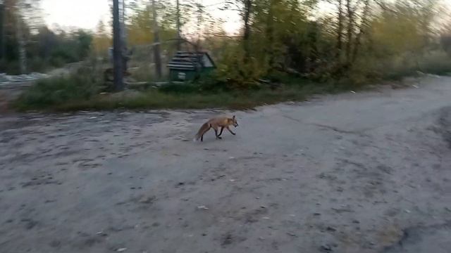 Кормлю лисицу сосисками в лесу.(3) смотреть онлайн