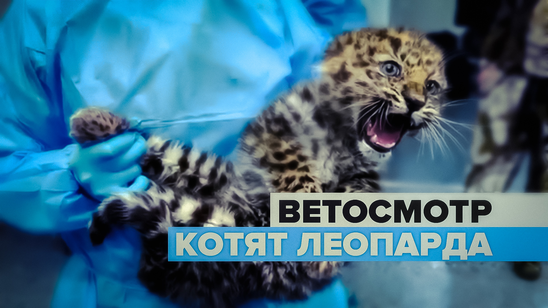 Спасённые в Приморье котята леопарда прошли первый ветеринарный осмотр