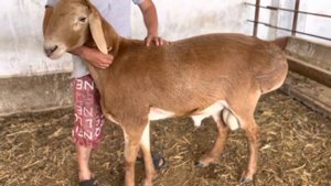 Гиссарский баран, годовалый