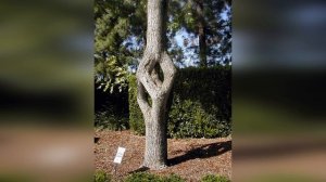 Арбоскульптура в ландшафтном дизайне