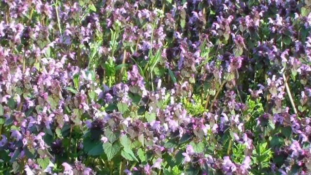 Глуха кропива пурпурова смотреть онлайн