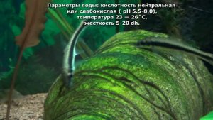Сиамский водорослеед Аквариумная рыбка