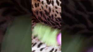 Greenway чудо. Чистка пледа от ворса кота