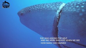 Harmed whale shark
