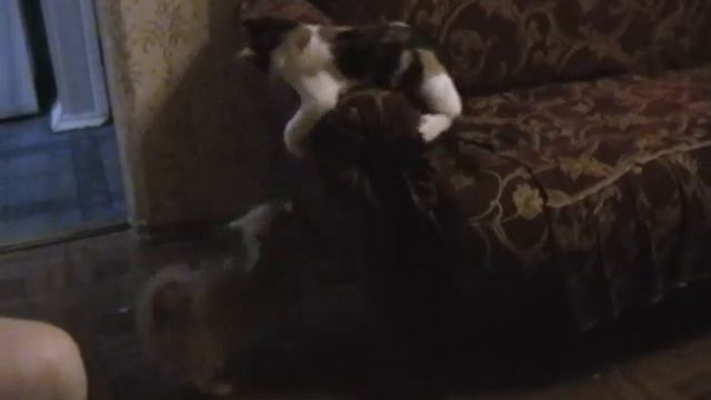 Забавные животные смотреть онлайн