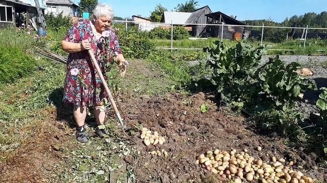 Новый способ выращивания картофеля