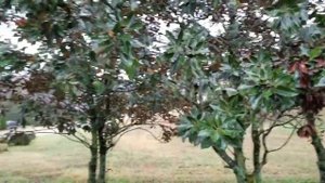 Biogeography: Magnolia Trees