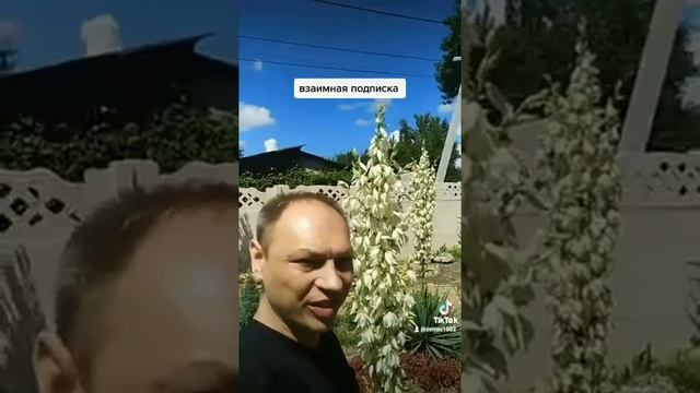 ландшафтный дизайнер # стрижка растений # смотреть онлайн