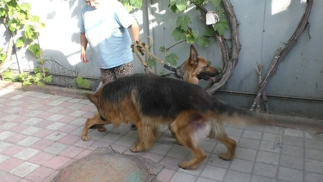 Реактивная НЕМЕЦКАЯ ОВЧАРКИ Рита и КРАСАВЕЦ Дакар. смотреть онлайн