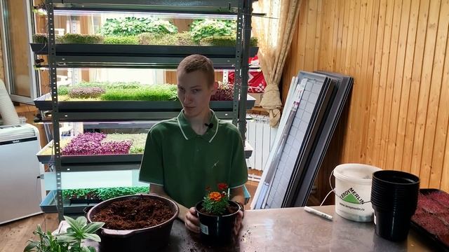 Как вырастить пищевые цветы? Съедобные цветы на продажу!