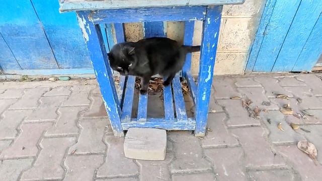 Черный кот Черныш ходит под музыку, старый стал, но не бесполезный! смотреть онлайн