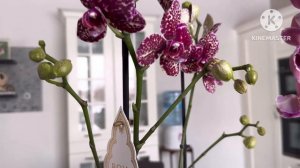 Новая орхидея от Зебо, что делать, карантин, обработка, полив … 👌🏻🙌🏼😋 #phal #orchid #карантин