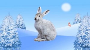 Животные для детей - животные севера, развивающие мультики для детей