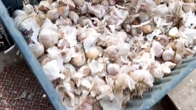 Подготовка чеснока к посадке.2020 смотреть онлайн