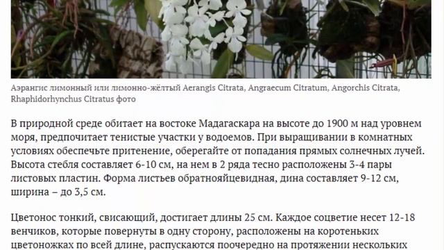 Орхидея аэрангис Выращивание и уход в домашних условиях Пересадка Размножение Фото видов смотреть онлайн