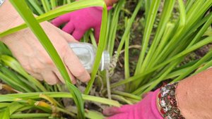 Как бороться со слизнями в саду?