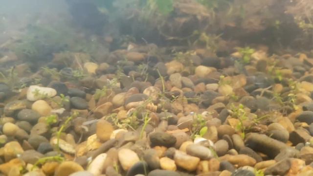 Переделываем тепличку в аквариум или Запуск нано куба ч 2 смотреть онлайн